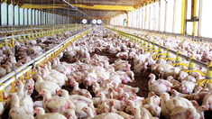 La quita de retenciones a la exportación de carnes avícolas y bovinas seguirá hasta el 31 de octubre.&nbsp; 