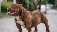 Un hombre mató al perro de una vecina y fue imputado.