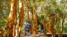 El Sendero de Arrayanes se encuentra dentro del Parque Municipal Llao Llao El Sendero de Arrayanes se encuentra dentro del Parque Municipal Llao Llao