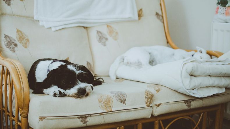 Veterinarios advierten que, ante la llegada de las bajas temperaturas, es fundamental que los perros duerman dentro de la casa para protegerlos de la hipotermia y otros problemas de salud