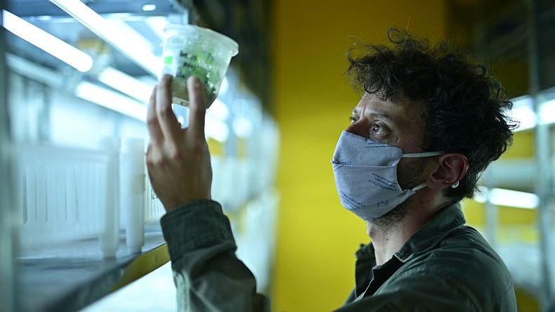 Para la producción plantaron entre 8 mil y 10 mil ejemplares de cannabis.&nbsp;