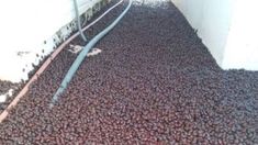 La impresionante invasión de cascarudos en La Pampa. La impresionante invasión de cascarudos en La Pampa.