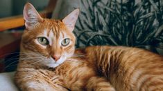 Sin embargo, un estudio realizado en 2018 con la participación de 1.274 dueños de gatos puso a prueba esta idea.&nbsp;
