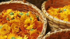 ¿Cuáles son las plantas ideales para plantar en julio y pasar el invierno?. ¿Cuáles son las plantas ideales para plantar en julio y pasar el invierno?.