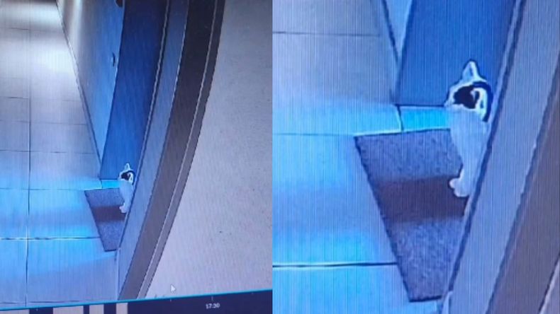 El gatito vigilante que se ganó el cariño de todos en las redes sociales.
