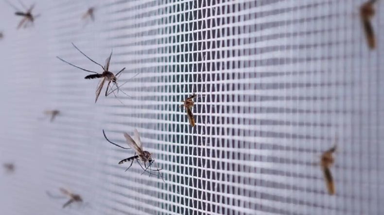 Cómo limpiar los mosquiteros