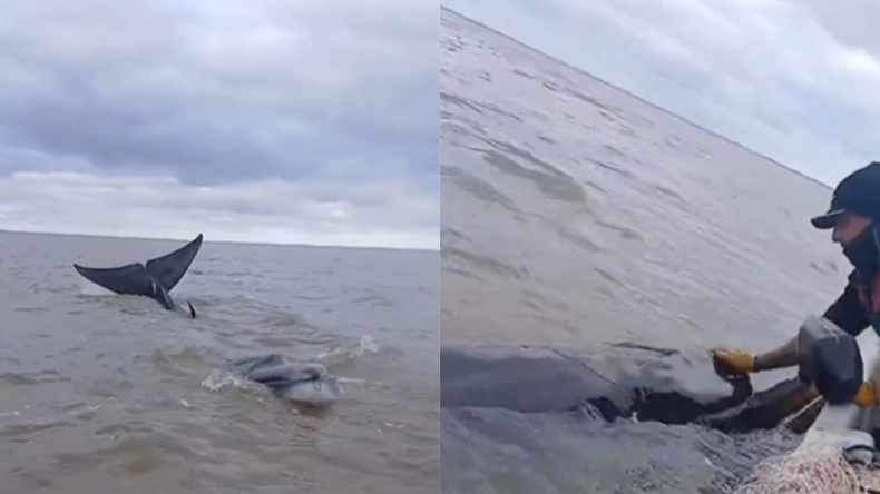 Según los especialistas la ballena se encuentra con vida.&nbsp;