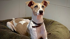 Arturo seguirá en la casa de Gran Hermano por decisión de Telefe. Arturo seguirá en la casa de Gran Hermano por decisión de Telefe.