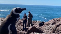 Las excursiones náuticas parten desde el puerto local y requieren aproximadamente una hora de navegación para alcanzar la Isla Pingüino. Las excursiones náuticas parten desde el puerto local y requieren aproximadamente una hora de navegación para alcanzar la Isla Pingüino.