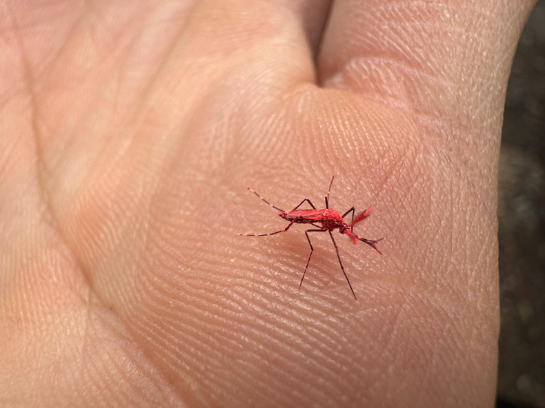 Mosquitos rojos liberados en Mendoza. 