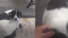 Un joven encontró a su mascota tras tres años. Un joven encontró a su mascota tras tres años.