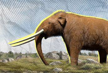 C5N | notiomastodon museo miramar