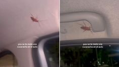 Voy a chocar: así fue la reacción de una mujer a la que le apareció una cucaracha mientras manejaba. Voy a chocar: así fue la reacción de una mujer a la que le apareció una cucaracha mientras manejaba.