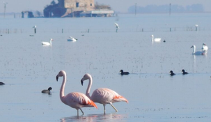 Los flamencos color salmón son una de las postales más llamativas. Los flamencos color salmón son una de las postales más llamativas.