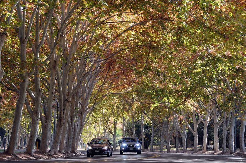 El árbol plátano de sombra que inunda las calles de la Ciudad de Buenos Aires con sus semillas con filamentos peludos.