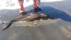 Se trata de una especie en estado vulnerable según los especialistas. Se trata de una especie en estado vulnerable según los especialistas.