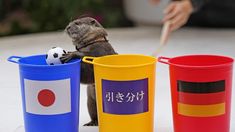 La nutria Taiyo predijo el triunfo de Japón ante Alemania.