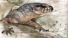 Paleoteius lakui, el abuelo lagarto. Paleoteius lakui, el abuelo lagarto.