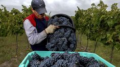 El sector vitivinícola celebró la medida de Massa que la quita retenciones a las economías regionales El sector vitivinícola celebró la medida de Massa que la quita retenciones a las economías regionales