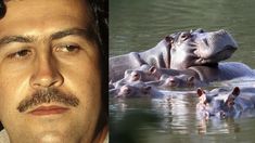 Sacrificarán a los hipopótamos de la laguna de la Hacienda Nápoles, donde el capo narco tenía un zoo de animales exóticos. Sacrificarán a los hipopótamos de la laguna de la Hacienda Nápoles, donde el capo narco tenía un zoo de animales exóticos.