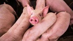 Esta no es la primera vez que se realiza una edición genética en animales. Hace años que es una práctica que desarrollan los biotecnólogos, tanto para aumentar la producción ganadera, como así también prevenir enfermedades.