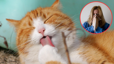 Los gatos pueden generar alergia según un estudio y no tiene que ver con el pelo: cuál es la razón. Los gatos pueden generar alergia según un estudio y no tiene que ver con el pelo: cuál es la razón.