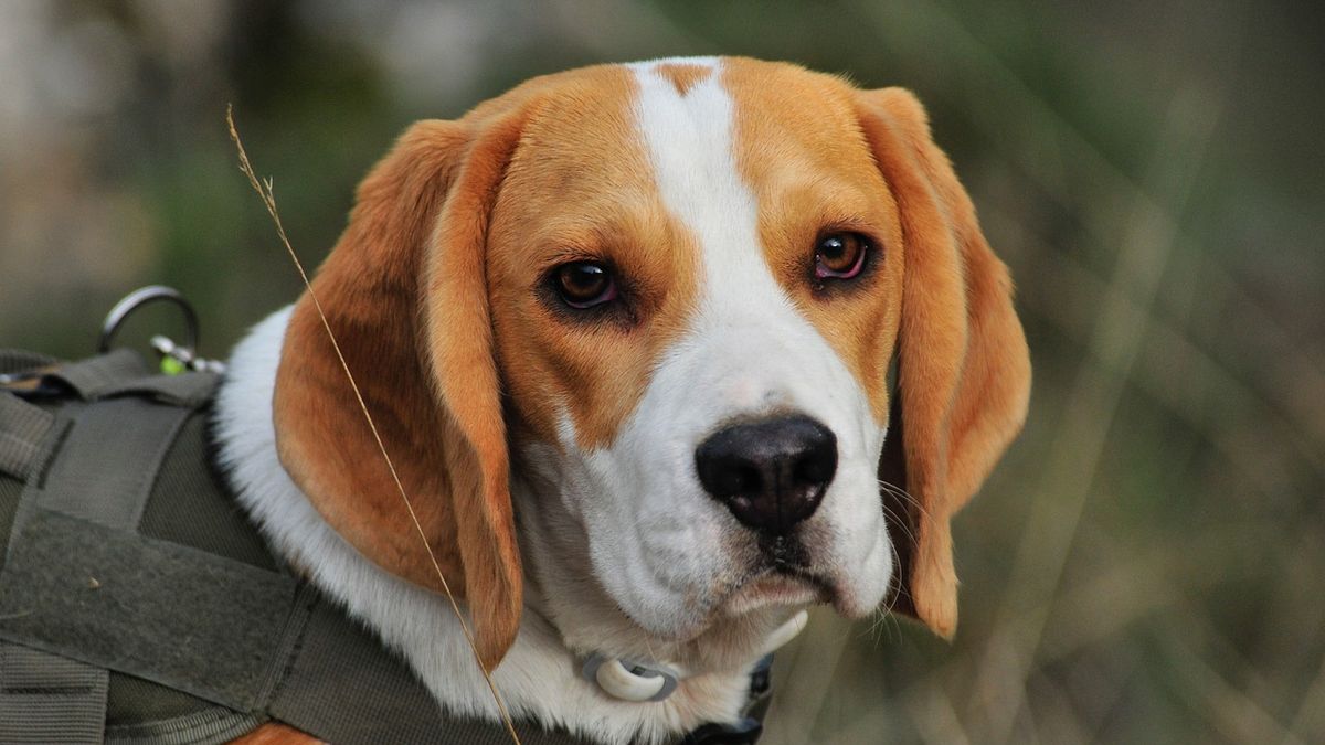 los beagles necesitan mucho ejercicio