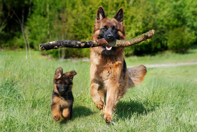 ¿Cómo cruzar un perro por primera vez?