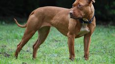 Un pitbull atacó a un hombre en Rosario y debieron apuntarle el brazo. Un pitbull atacó a un hombre en Rosario y debieron apuntarle el brazo.