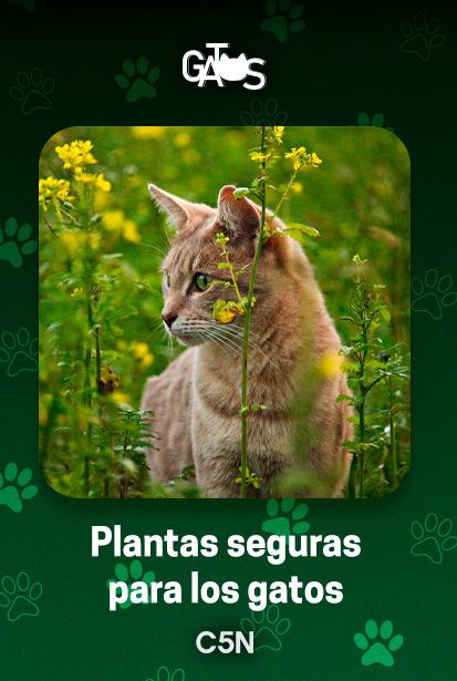 Estas son plantas seguras para tu gato.