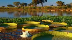 Jaaukanigas es un lugar ideal para descubrir nuevos paisajes en familia. Jaaukanigas es un lugar ideal para descubrir nuevos paisajes en familia.