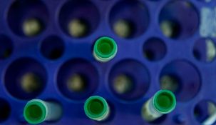Comenzaron los ensayos clínicos de fase 2/3 de la vacuna argentina contra el coronavirus.