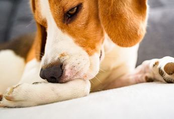Los perros ocupan un lugar central en la vida de millones de personas. Más que simples mascotas, son compañeros fieles que se adaptan a todo tipo de hogares: desde familias grandes hasta quienes viven solos.&nbsp;