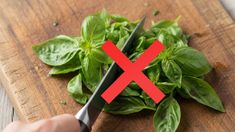 Cómo sumar correctamente la albahaca a tus platos. Cómo sumar correctamente la albahaca a tus platos.