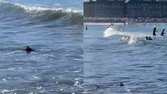 El tiburón cazón es una especie inofensiva que se alimenta de peces. El tiburón cazón es una especie inofensiva que se alimenta de peces.