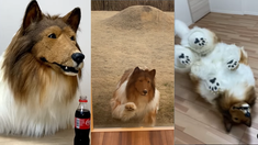 El hombre que se convirtió en perro tiene miedo de ser tildado de raro por sus amigos El hombre que se convirtió en perro tiene miedo de ser tildado de raro por sus amigos