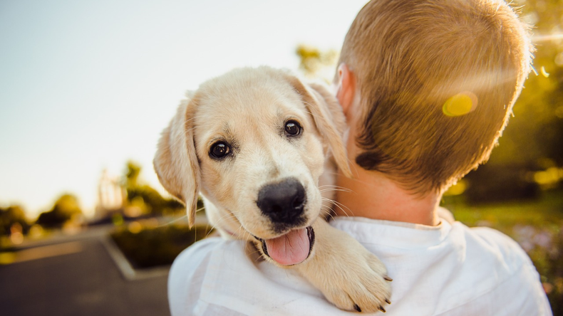 Un estudio de Harvard reveló que convivir con perros ayuda a reducir la ansiedad y combatir la depresión.
