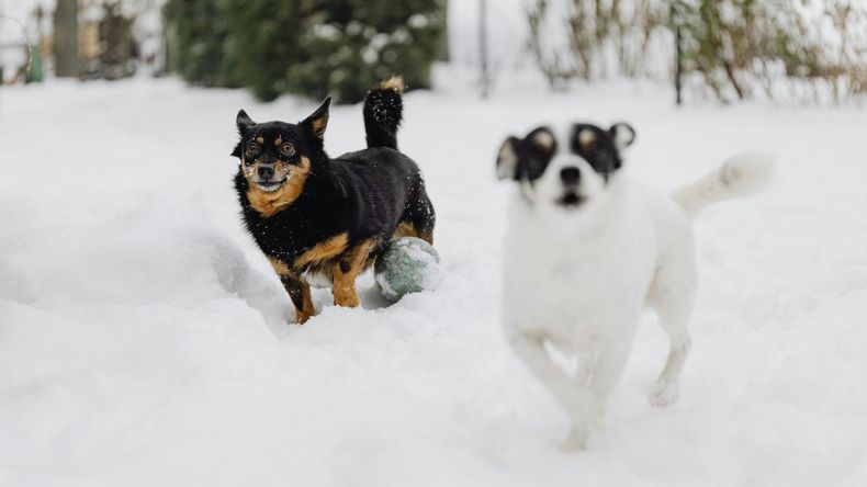 El invierno presenta desafíos específicos para el cuidado de las mascotas, ya que las bajas temperaturas pueden afectar de manera particular a ciertos perros.