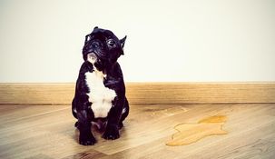 Cómo limpiar el pis de perro