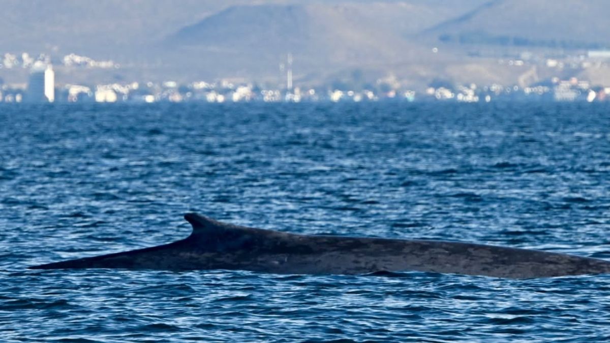 Video: histórica aparición de una ballena azul en las costas de Comodoro Rivadavia
