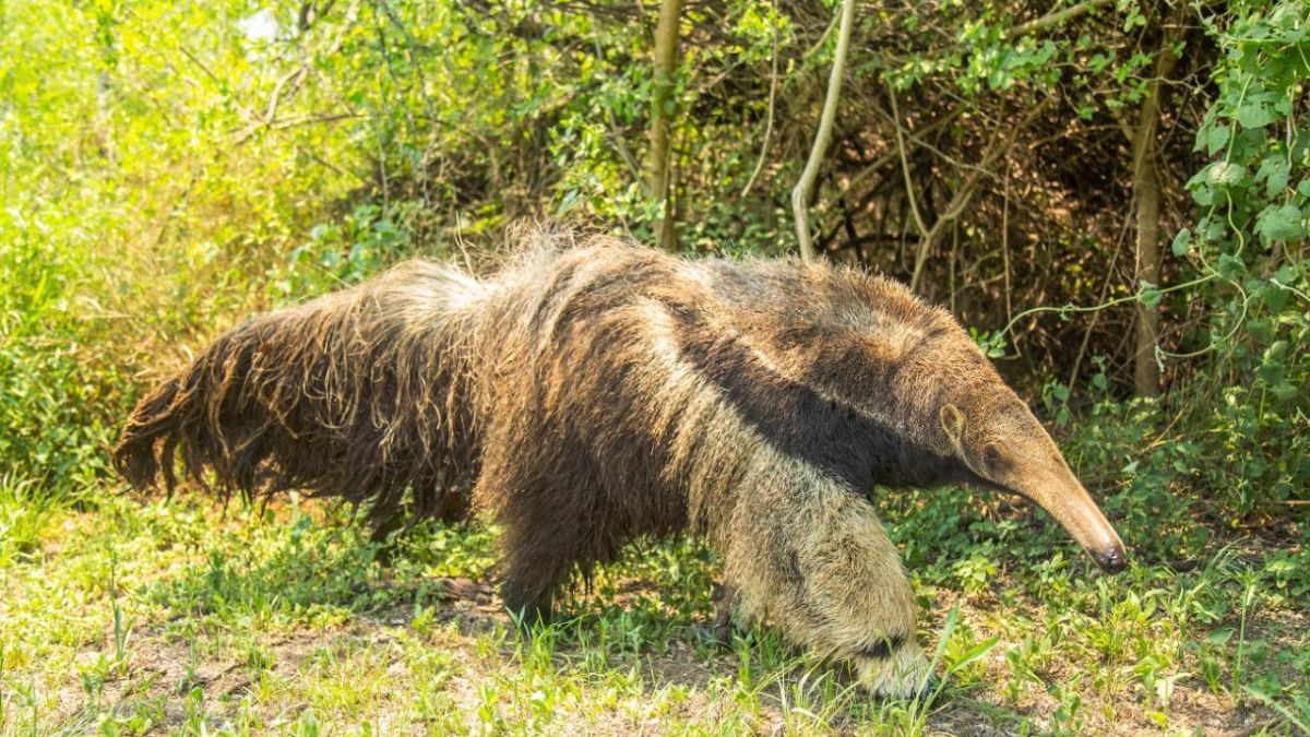 El regreso del gigante: divisaron a un oso hormiguero en Brasil tras 130 años y creen que llegó desde Argentina