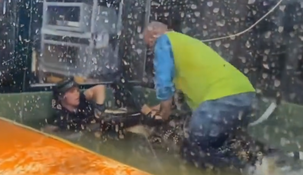 Video: un caimán atacó a una trabajadora y un hombre se tiró al agua para rescatarla.