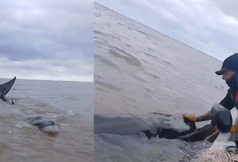 Según los especialistas la ballena se encuentra con vida.&nbsp;