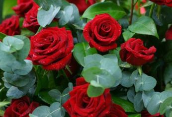 Este es el mejor truco para hacer en invierno si tenés un rosal y querés que se luzca en primavera.