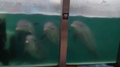 El Aquarium Mar del Plata cerró definitivamente el 31 de marzo. El Aquarium Mar del Plata cerró definitivamente el 31 de marzo.