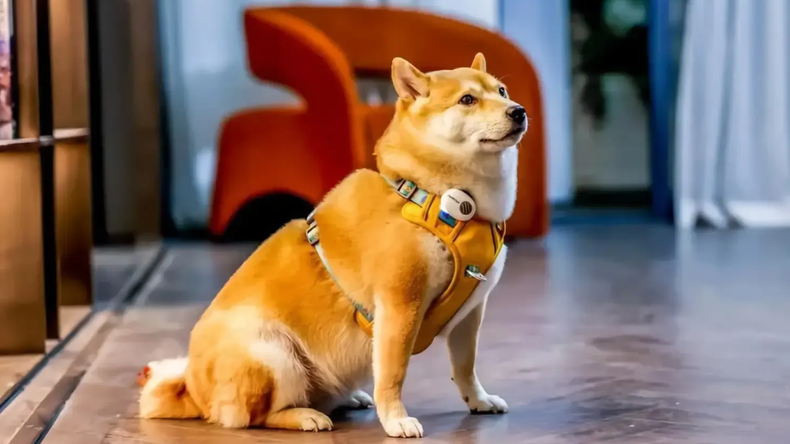 Este dipositivo permite traducir en tiempo real lo que nos dicen nuestras mascotas.&nbsp;