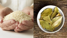 Cómo atraer el dinero de forma inmediata: el ritual que solo necesita arroz y laurel