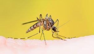 El Gobierno dejará de aplicar la vacuna de la fiebre amarilla a quienes viajen al exterior. El Gobierno dejará de aplicar la vacuna de la fiebre amarilla a quienes viajen al exterior.