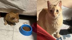 Ágatha volvió con su dueña tras salvarse del derrumbe en Caballito. Ágatha volvió con su dueña tras salvarse del derrumbe en Caballito.