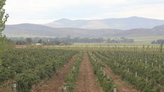 Este pueblo es sede de la Fiesta Provincial de la Vendimia. Este pueblo es sede de la Fiesta Provincial de la Vendimia.